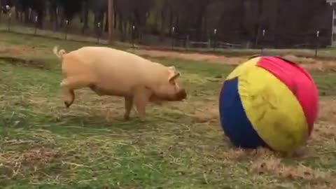 Animals Play with Balls
