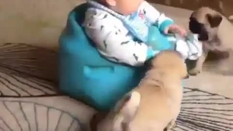 Dogs and babies grow up together