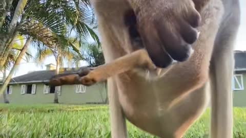 Look how cangaroo care their baby