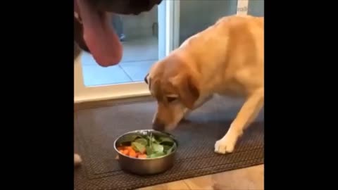 Cute puppy funny video 1