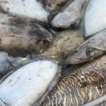 Fresh seafood, morning port