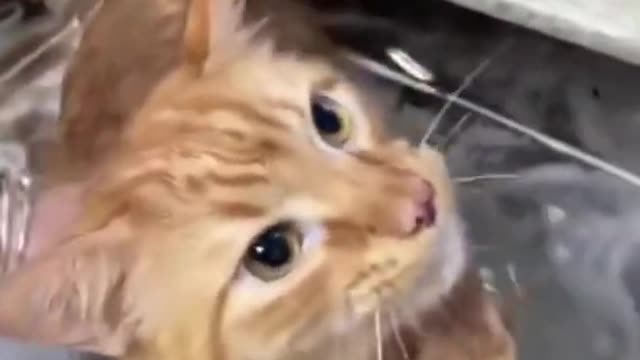 Amazing Funny Cats Viral Clips🐶|| Best #funny Cute Cats