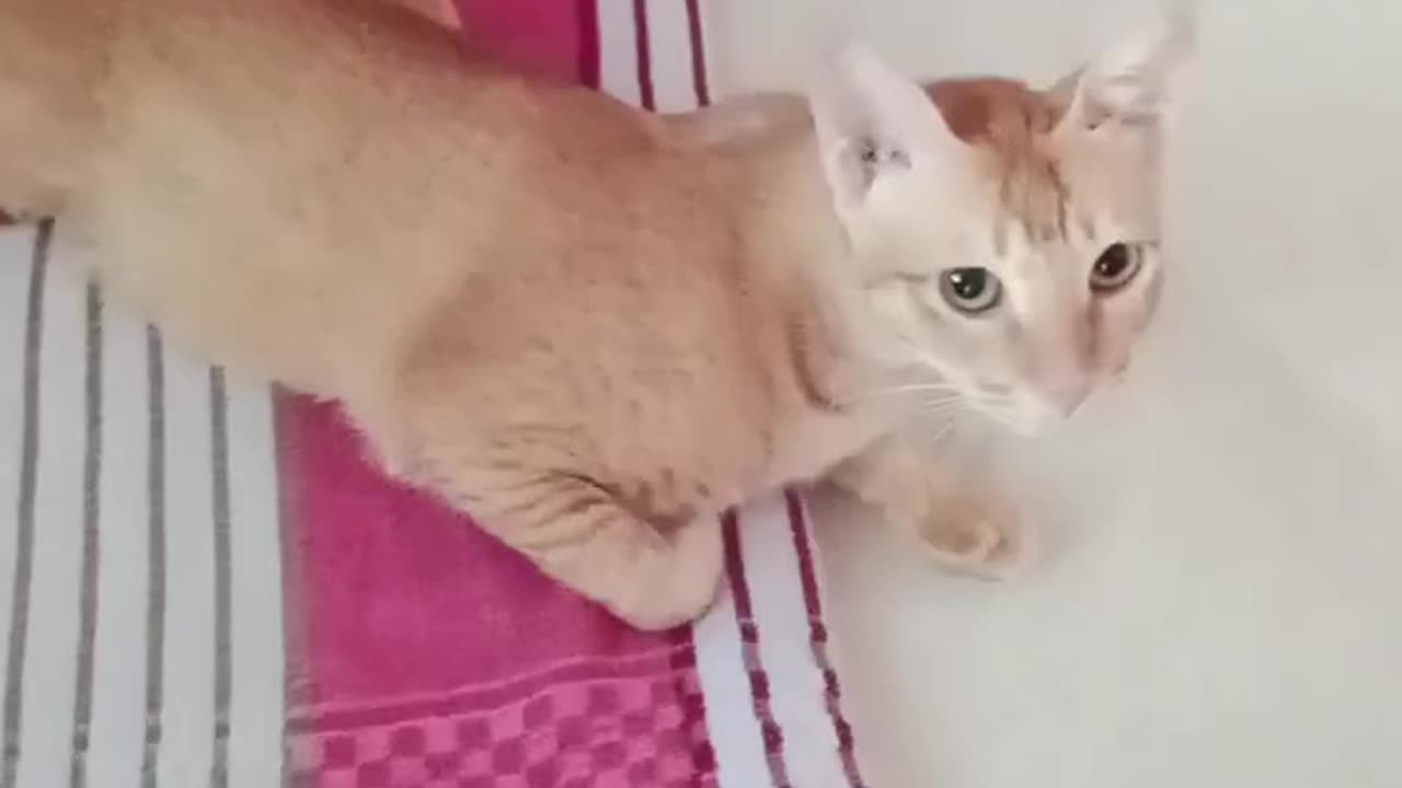 cute funny kitten cute animals