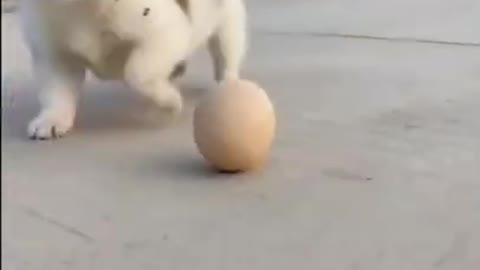 Cute Puppy Plays Egg as Football