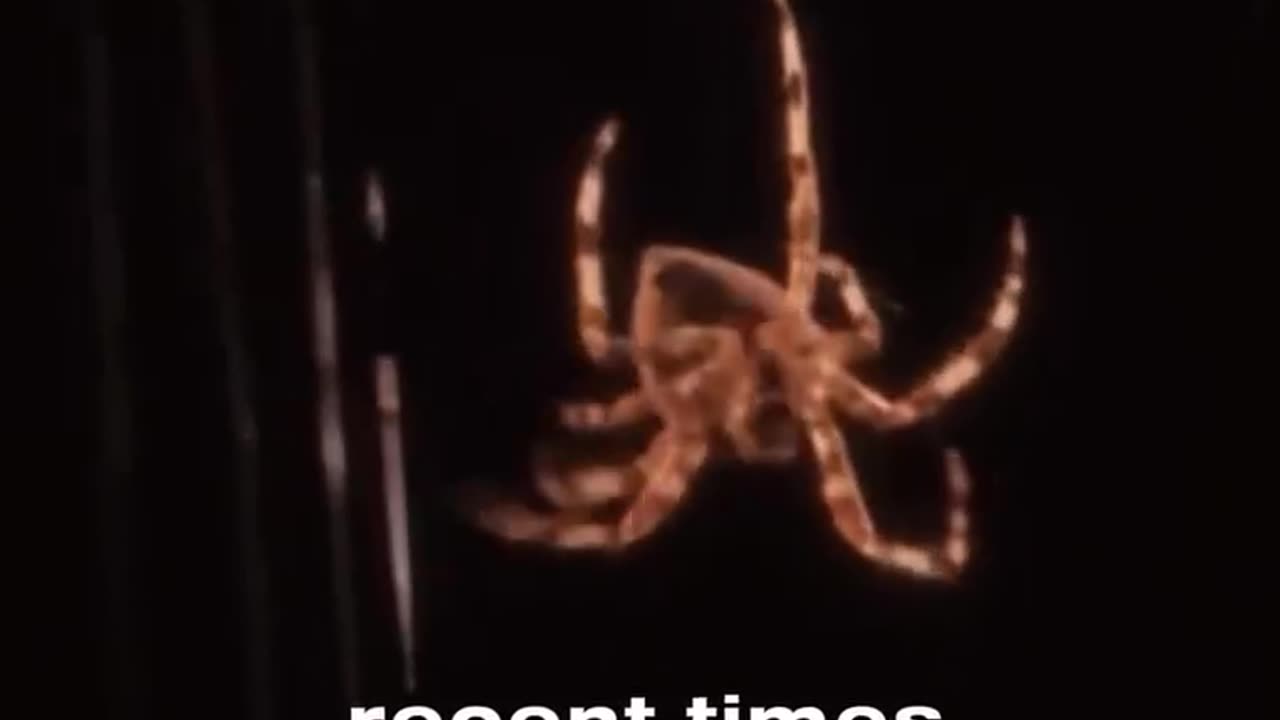 The house of the spider the weakest house 🕸️
