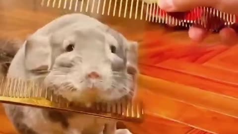 adorable grooming chincilla