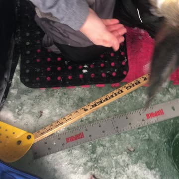 Walleye release