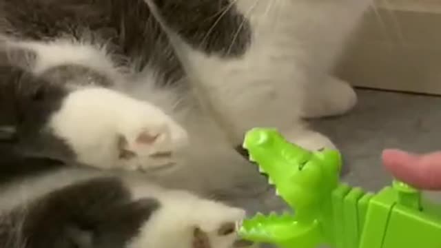 Funny Cat