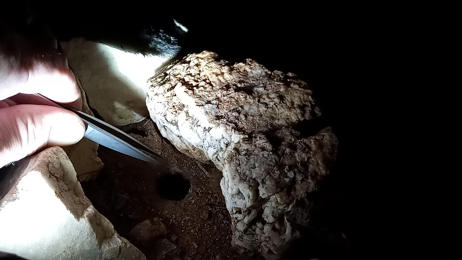 Feeding Hidey The WILD Desert Blonde Tarantula 🦗🕷ðŸ´ðŸ˜ŠðŸ’–☮🔵