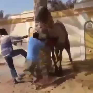 Camel Force #Funny Videos - The Best Videos of Whatsapp 2021 - Pra Morrer de Laugh