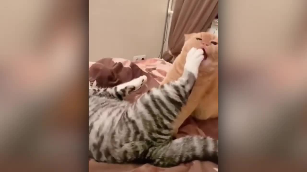 FUNNY ANIMAL VIDEO MUST WATCH