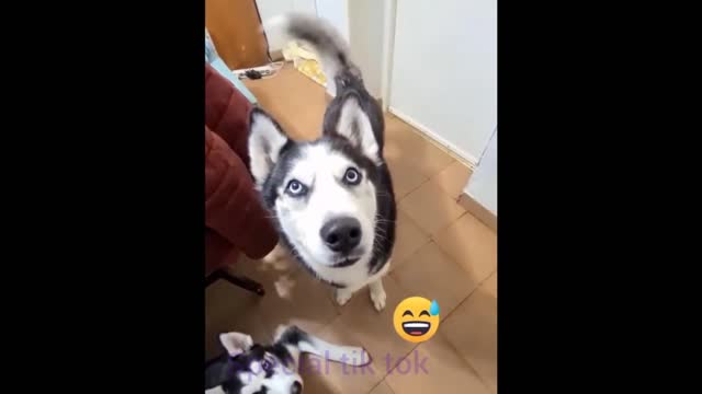 funniest moments animals #3 (best videos compilation2021)