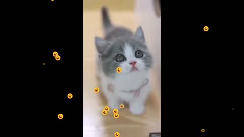 Baby Cats | Cute funny cat video