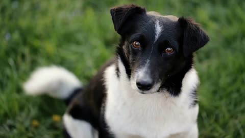 Black and white dog looking on camera and running away