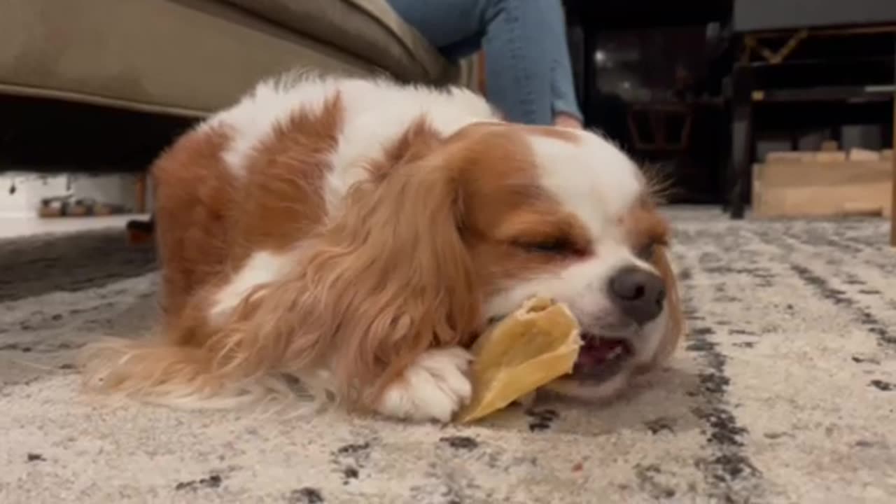 Cute King Charles Cocker Spaniel Chewing