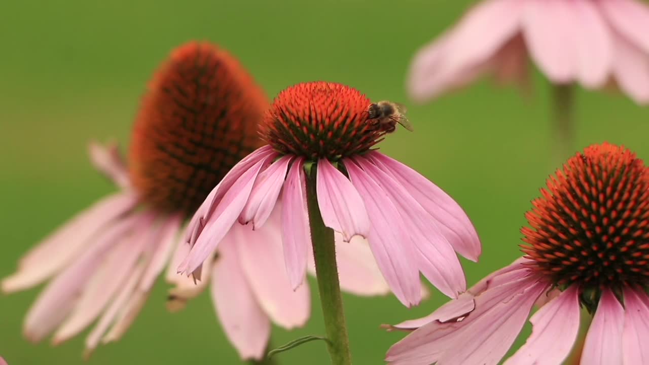 Close up on the Bee on the Flower