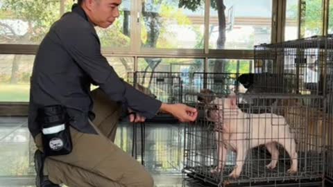 puppy in cage