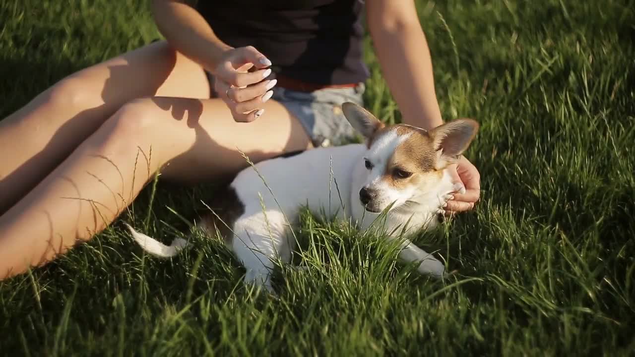 Girl scratches a small dog on the grass A girl is sitting on the grass and playing with a small dog