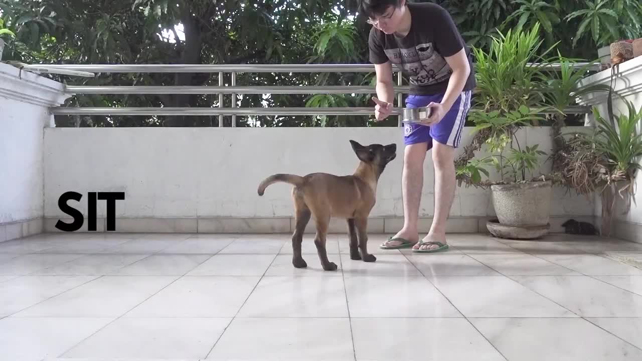 Puppy Training Basic Obedience