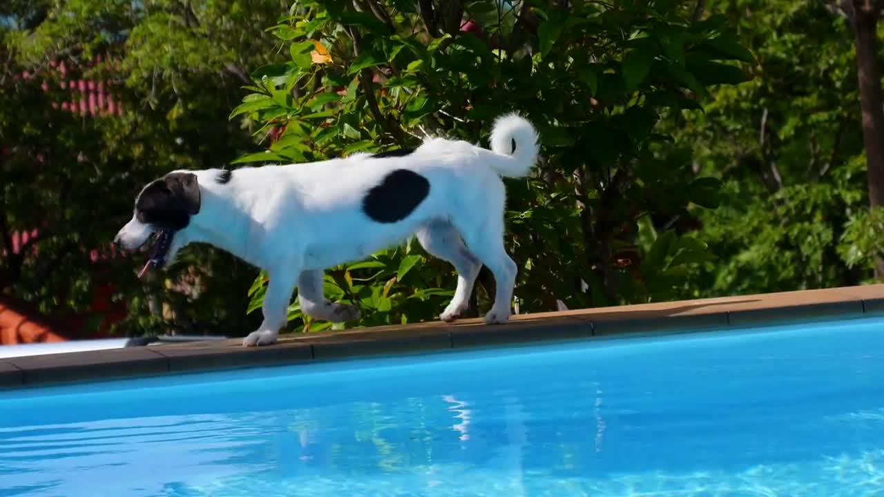 Cute Funny Dog Walking along the Swimming Pool. Sunny Summer Day. Picturesque Poolside