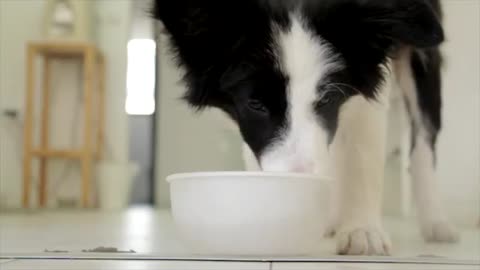 a dog drinking