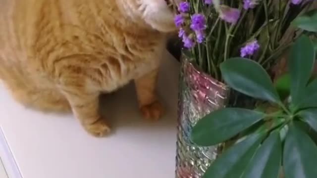 FunnyCatsToday，Funny Cat You Might Never See Before, part84