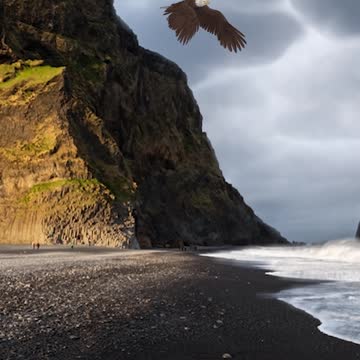 Sea-eagle with a fish flying over the black beach!