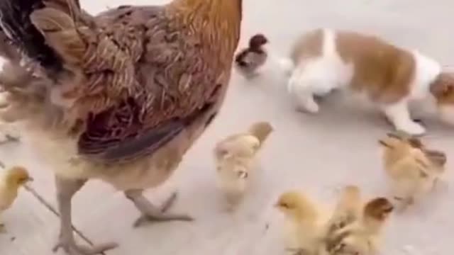 Cute Puppy Vs Chicken