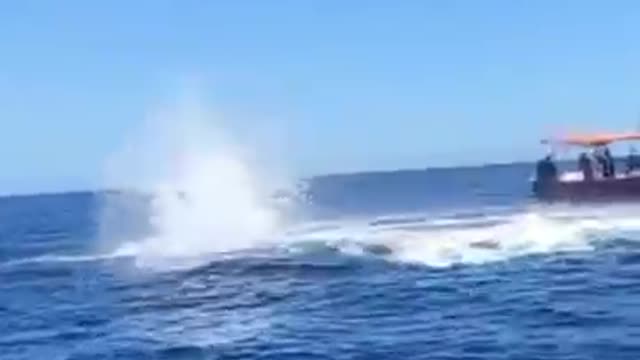 That's why it's called a killer whale.