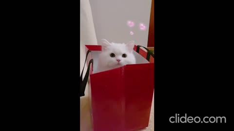 Adorable Kitten's Peekaboo Playtime! 😻🙈