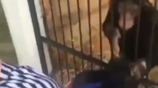 The monkey took the phone.