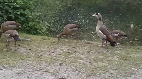 A funny quacking Egyptian goose and her feeding kids at a pond in Germany. June 11,2021 VIDEO