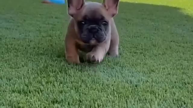 video of a puppy approaching you cutely