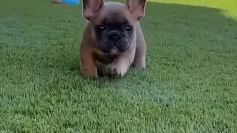 video of a puppy approaching you cutely