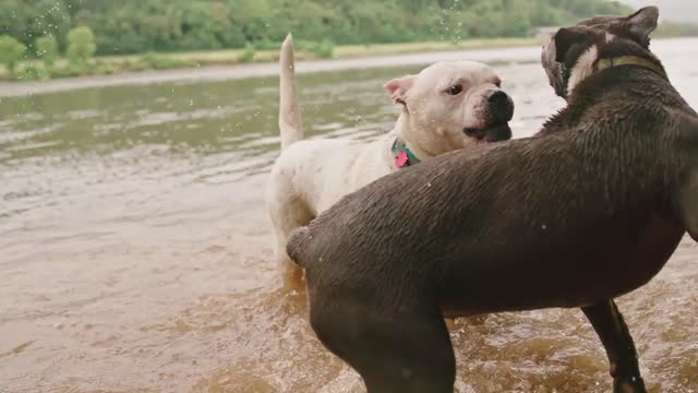 Dogs Playing Is So Famous, But Why? See