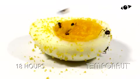 Ants vs Egg Time-Lapse