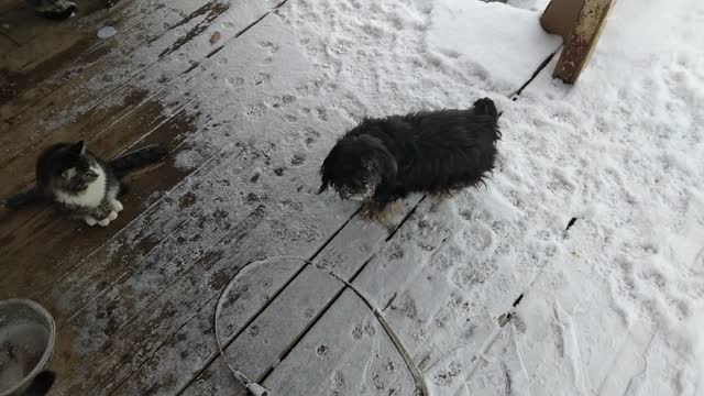 Bunny don't like snow