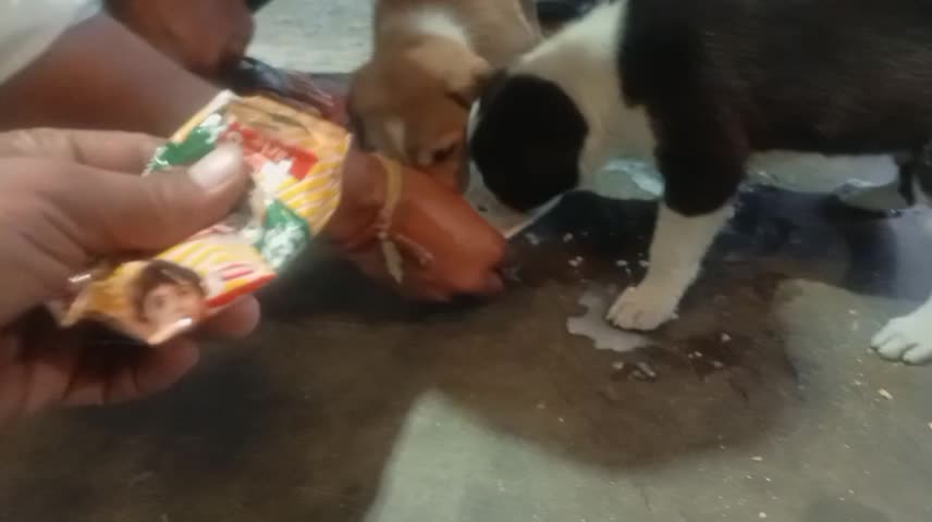 Both dog baby is eating biscuit and milk!