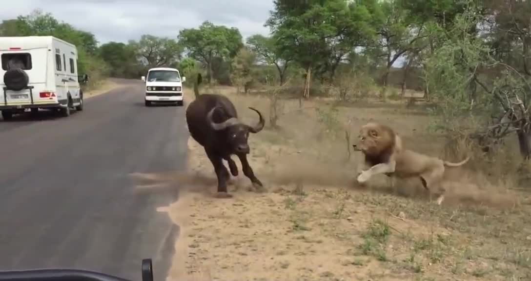 Lions catching their very impressive prey😱
