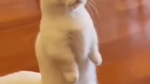 Funny cat