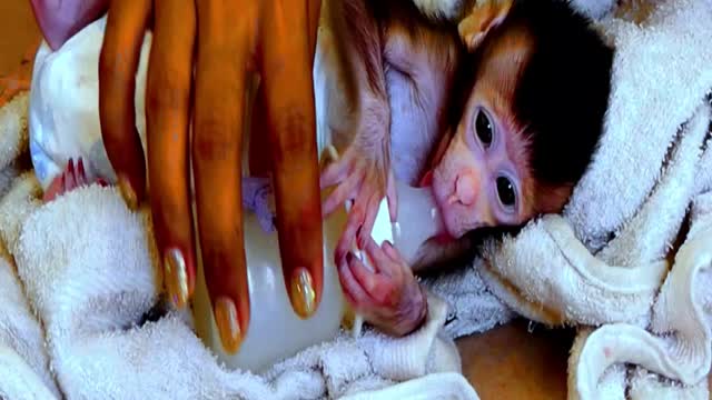 Adorable Newborn baby monkey - Adorable Monkeys #001