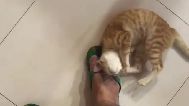 The Cat| the cat is seducing me