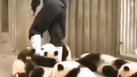 Animal🐵🐔🐶🐷🐼 funny🤣😝😜 video🎥🐼🎥 moment🐼🤣😂😄🐼