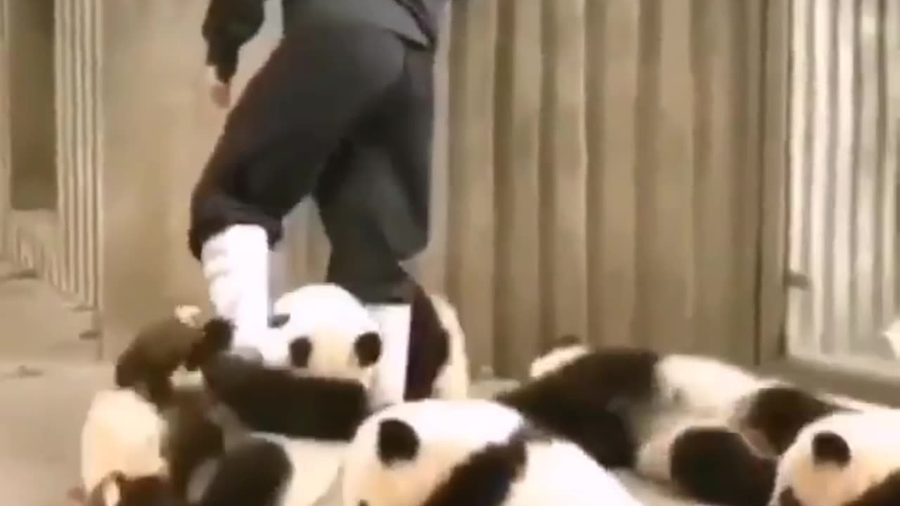 Animal🐵🐔🐶🐷🐼 funny🤣😝😜 video🎥🐼🎥 moment🐼🤣😂😄🐼