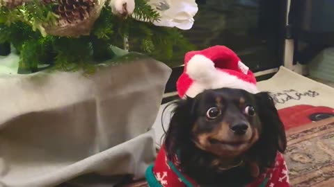 Dog Is Good Sport About Christmas Sweater Pictures