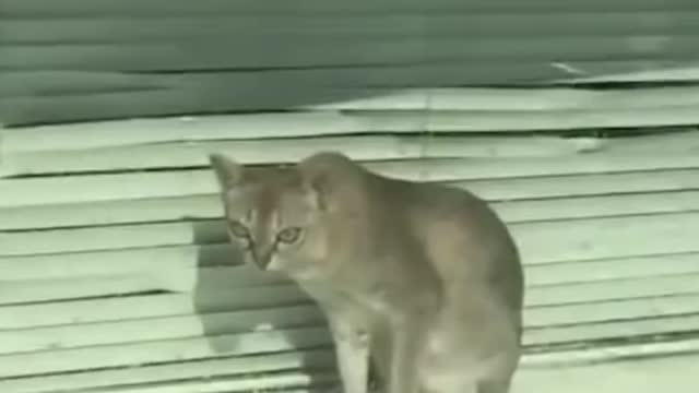 Best Funny Cats Videos