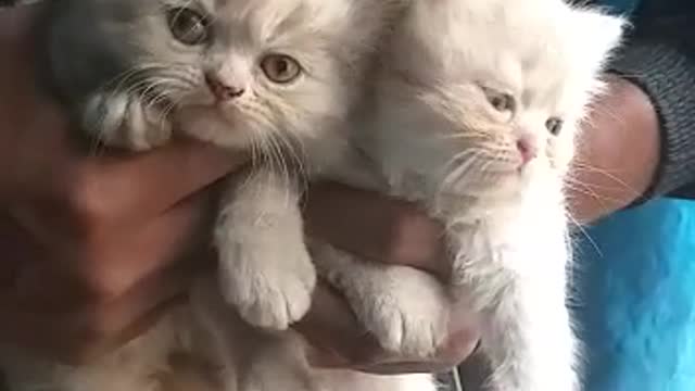 persian cats