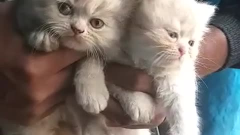 persian cats