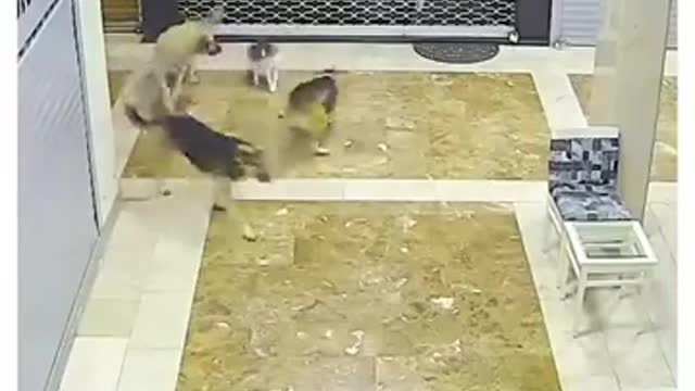 A brave cat defends his friend against 3 dogs
