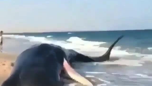 Sperm Whale Stuck on Sea Shore